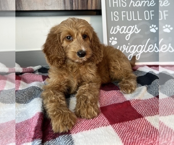 Medium Photo #6 Goldendoodle (Miniature) Puppy For Sale in FRANKLIN, IN, USA