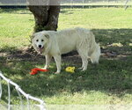 Small #4 Great Pyrenees
