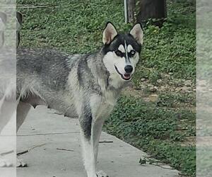 Huskies -Unknown Mix Dogs for adoption in San Antonio, TX, USA
