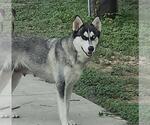 Small Huskies  Mix