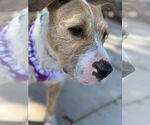 Small #2 Parson Russell Terrier Mix