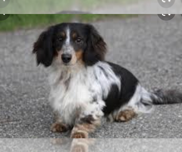 Medium Photo #6 Dachshund Puppy For Sale in TERRELL, TX, USA