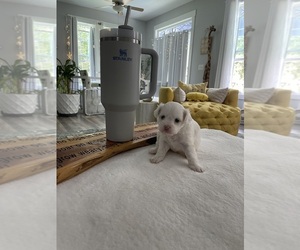Wapoo Puppy for sale in LOUISBURG, NC, USA