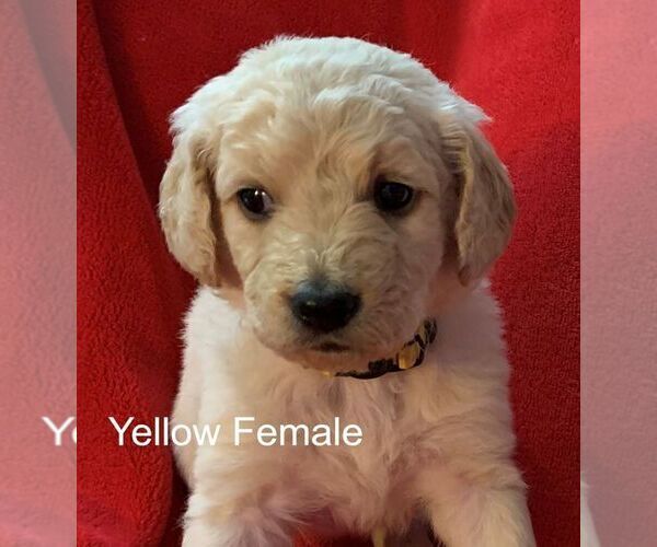 Medium Photo #7 Goldendoodle Puppy For Sale in PORTSMOUTH, OH, USA