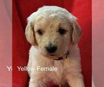 Small Photo #7 Goldendoodle Puppy For Sale in PORTSMOUTH, OH, USA