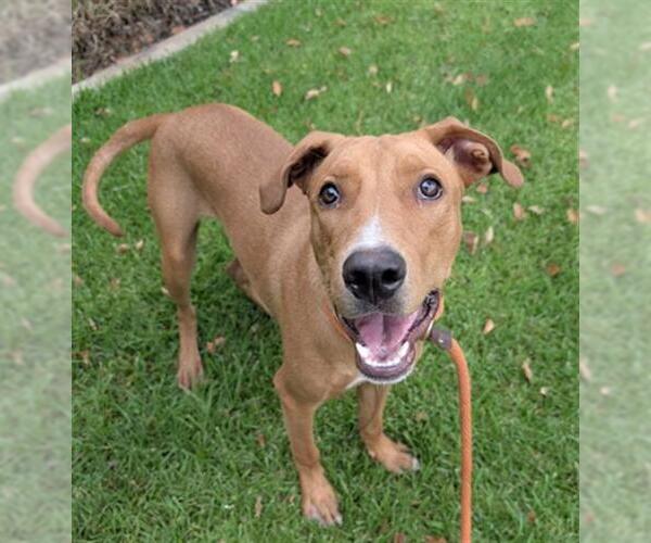 Medium Photo #2 Mutt Puppy For Sale in Redlands, CA, USA