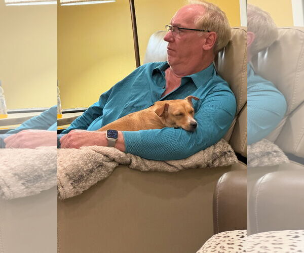 Medium Photo #7 Chiweenie Puppy For Sale in Escondido, CA, USA