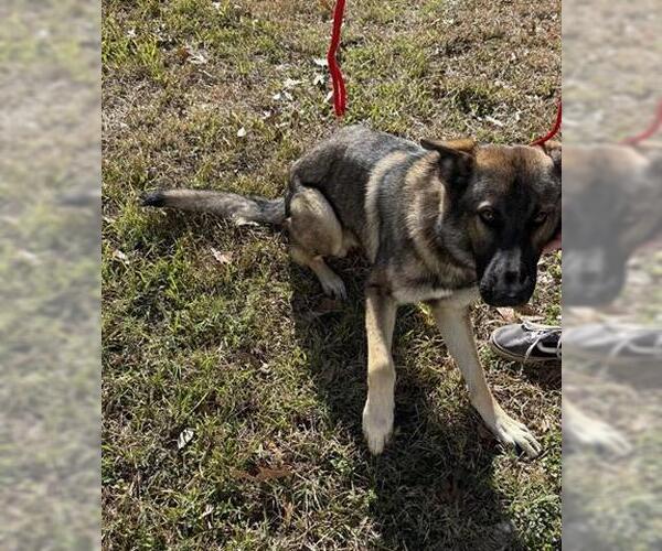 Medium Photo #1 German Shepherd Dog Puppy For Sale in Houston, TX, USA