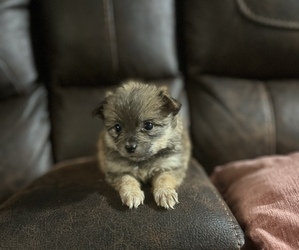 Pomeranian Puppy for sale in GONZALES, LA, USA
