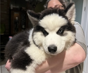 Siberian Husky Puppy for sale in SPRING, TX, USA