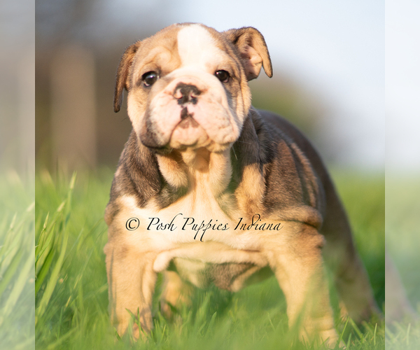 Medium Photo #3 Bulldog Puppy For Sale in WARSAW, IN, USA