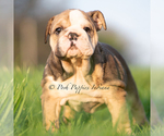 Small #2 Bulldog