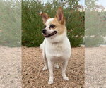 Small #4 Chihuahua Mix