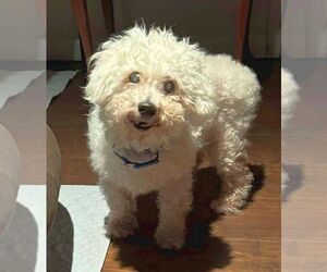 Poodle (Miniature) Dogs for adoption in Boonton, NJ, USA