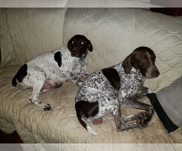 Medium Photo #1 German Shorthaired Pointer Puppy For Sale in WHITNEY POINT, NY, USA