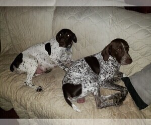 Mother of the German Shorthaired Pointer puppies born on 01/14/2020