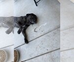 Small Photo #3 Bullmastiff Puppy For Sale in VICTORVILLE, CA, USA
