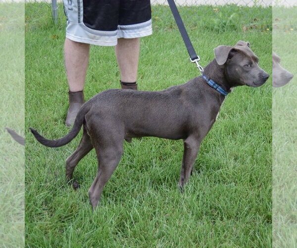 Medium Photo #3 American Staffordshire Terrier-Boxer Mix Puppy For Sale in Huntley, IL, USA