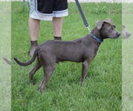 Small #2 American Staffordshire Terrier-Boxer Mix