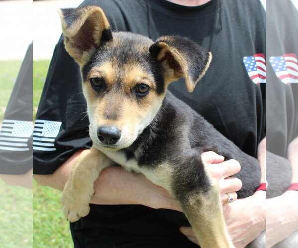 Medium Photo #1 Siberian Husky-Unknown Mix Puppy For Sale in Prattville, AL, USA