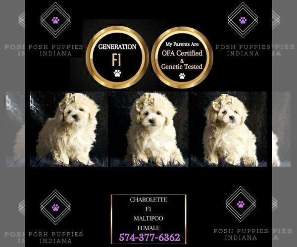 Medium Photo #2 Maltipoo Puppy For Sale in WARSAW, IN, USA
