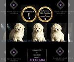 Small #1 Maltipoo