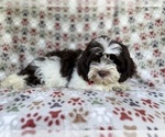 Small #5 ShihPoo