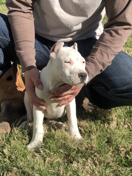 Medium Photo #11 Dogo Argentino Puppy For Sale in SAN ANTONIO, TX, USA