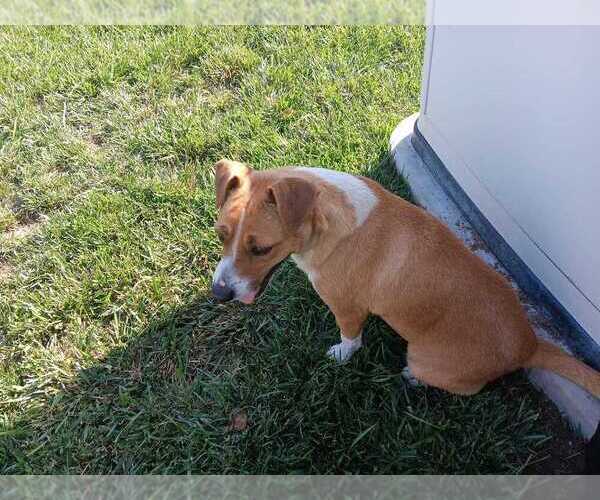 Medium Photo #4 Jack Russell Terrier-Unknown Mix Puppy For Sale in San Bernardino, CA, USA