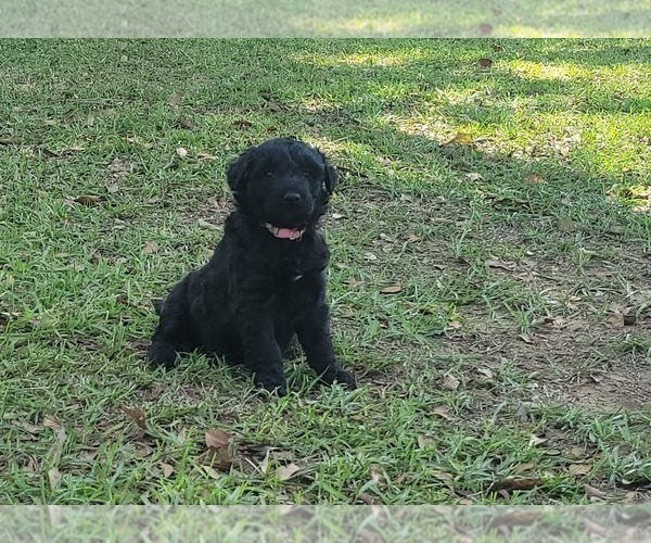 Medium Photo #4 Aussiedoodle Puppy For Sale in CONWAY, SC, USA