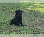 Small Photo #28 Aussiedoodle Puppy For Sale in CONWAY, SC, USA