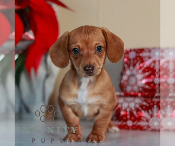 Medium Photo #2 Dachshund Puppy For Sale in EAST EARL, PA, USA