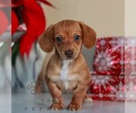 Small #1 Dachshund