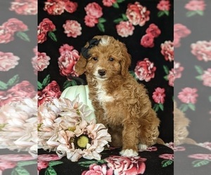 Goldendoodle (Miniature) Puppy for sale in KIRKWOOD, PA, USA