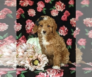 Medium Goldendoodle (Miniature)