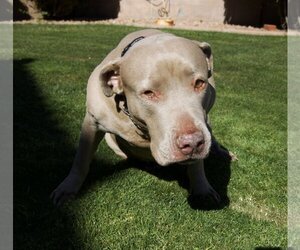 American Pit Bull Terrier-Weimaraner Mix Dogs for adoption in Chandler, AZ, USA