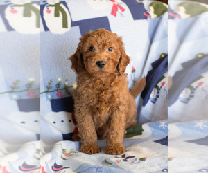 Goldendoodle Puppy for sale in MILWAUKEE, WI, USA