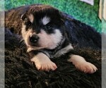 Small Photo #36 Alaskan Malamute Puppy For Sale in MIDWEST CITY, OK, USA