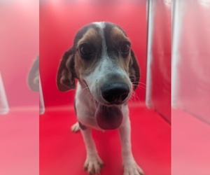 Beagle Puppy for sale in GOSHEN, IN, USA