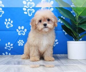 Cavapoo Puppy for sale in MARIETTA, GA, USA
