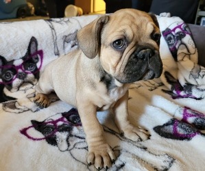 French Bulldog Puppy for sale in FLINT, TX, USA