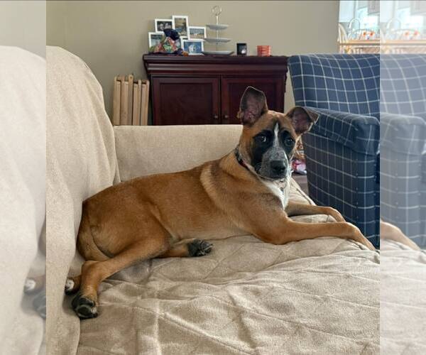 Medium Photo #3 German Shepherd Dog-Unknown Mix Puppy For Sale in Oakhurst, NJ, USA