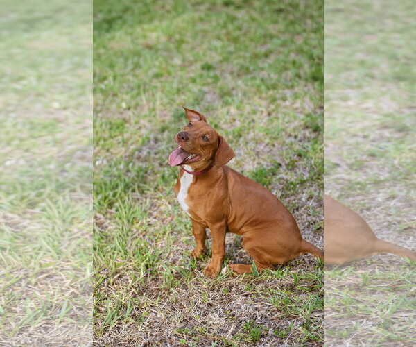 Medium Photo #8 Mutt Puppy For Sale in  Gainesville, FL, USA