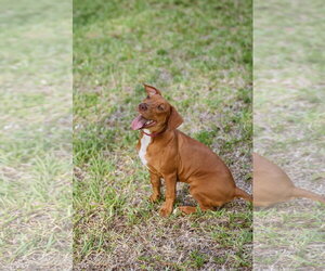 Hank - Male Mutt Dog for Adoption - Photo #8
