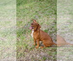 Small #7 Mutt
