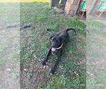 Small #1 Boxador