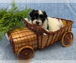 Image preview for Ad Listing. Nickname: DICE