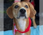 Small #7 Plott Hound Mix