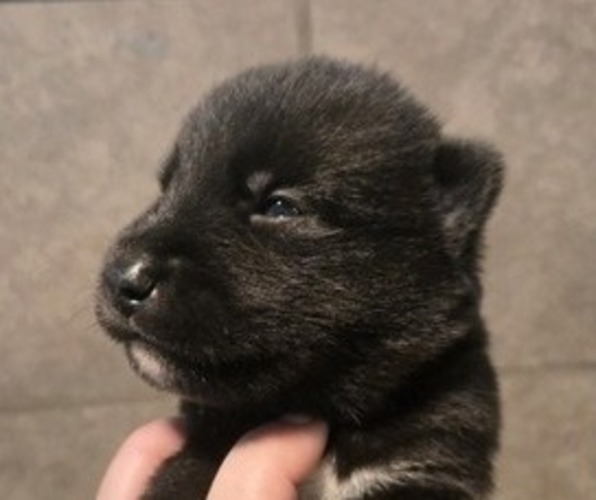 Medium Photo #1 Siberian Husky Puppy For Sale in FORT PLAIN, NY, USA