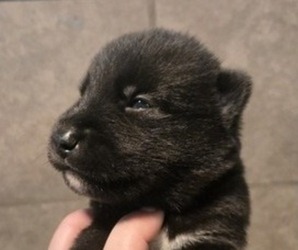 Siberian Husky Puppy for sale in FORT PLAIN, NY, USA